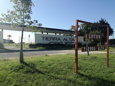 LOTEO TIERRA ALTA EN COLONIA DE ENSAYO