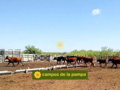 La Pampa - Venta Campo Ganadero de 30.000 Ha - Oportunidad
