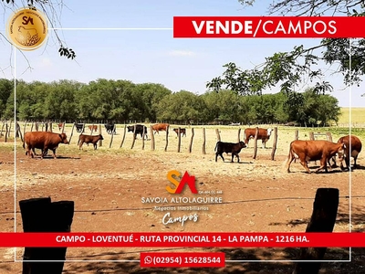 Campo de 1216 HA, Loventué (ruta 14), la Pampa