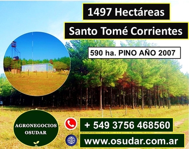 Campo Forestal 1497 Hectáreas - Santo Tomé Corrientes