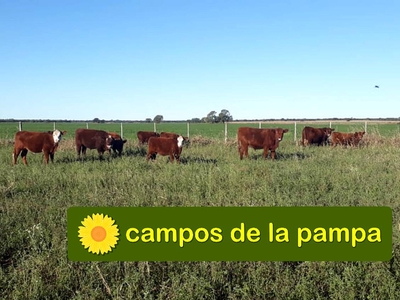 La Pampa - Venta Campo Mixto 650 Ha D. Rancul - Financiado