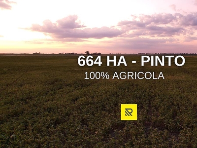 664 HA. Agricolas. Pinto
