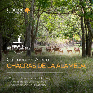 Terreno - Venta - Chacras De La Alameda - Carmen De Areco