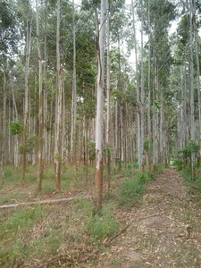 Campo Forestal Forestado y Bosque Brasilero Unico Entre Rios