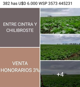 Chilibroste Córdoba Argentina 382